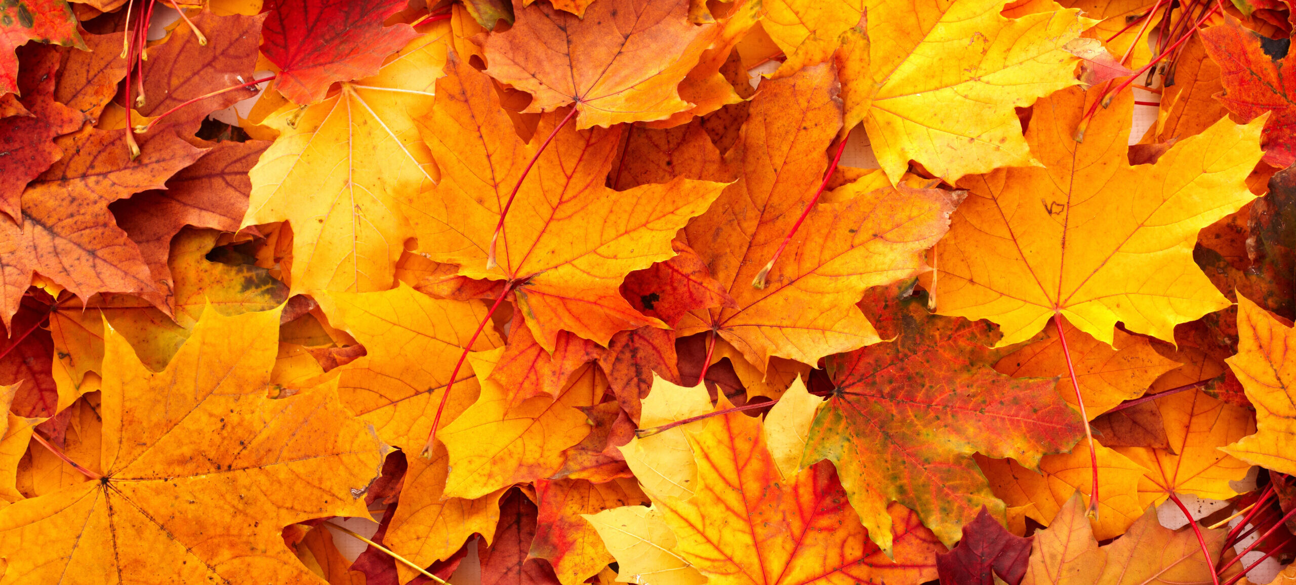 Autumn Term